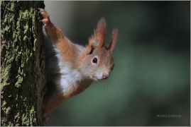 <p>VEVERKA OBECNÁ (Sciurus vulgaris) /Red squirrel - Eichhörnchen/</p>